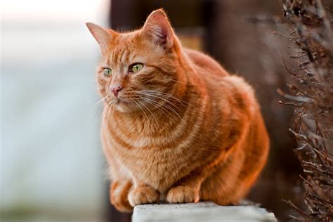Top 10 Orange Cat Names For Your New Ginger Tabby Catvills