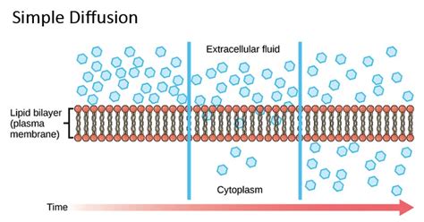 Simple Diffusion Definition Principle Examples Applications