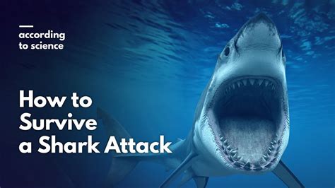 Shark Attack Survival Tips For Scuba Divers