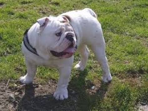 Old English Bulldog Vs Akbash Dog Breed Comparison