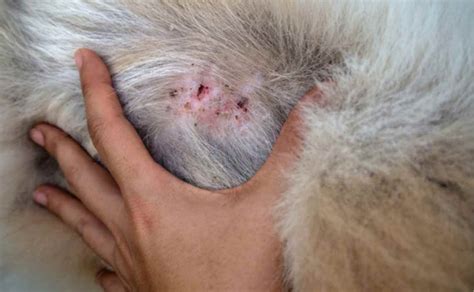 What Every Dog Owner Should Know About Skin Lumps And