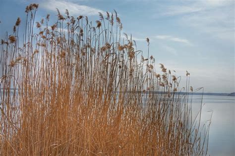 Reed Grass Reeds Sways In The Wind At Sunset Stock Image Image Of