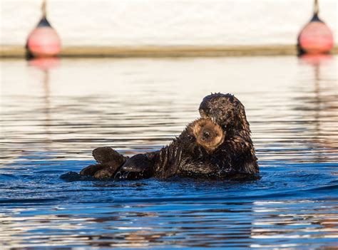 Sea Otter Enhydra Lutris With Pup At Morro Bay Californ Flickr