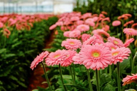 Gerbera Daisy Care How To Grow Gerbera Daisies Outdoors Bob Vila