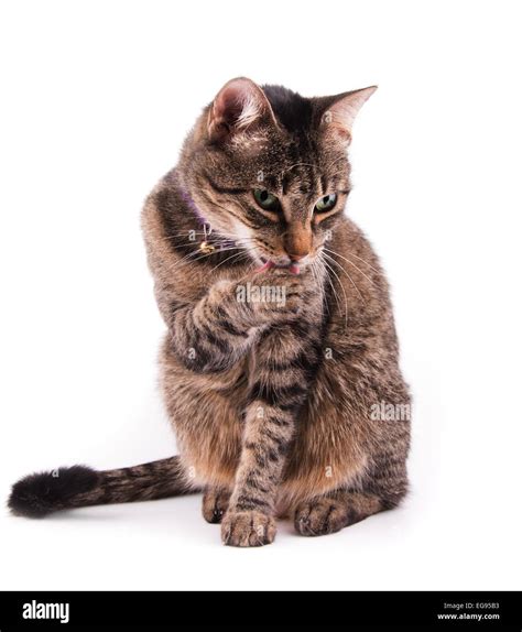 Brown Tabby Cat Licking Her Paw Stock Photo Alamy