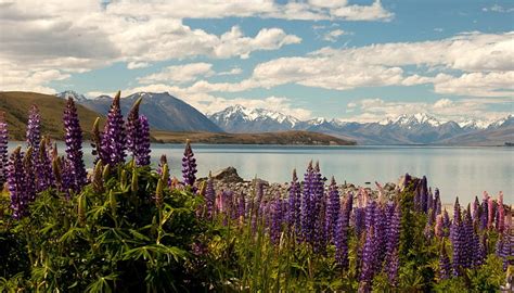 Lake Tekapo New Zealand Mountains Flowers Blossoms Clouds Sky