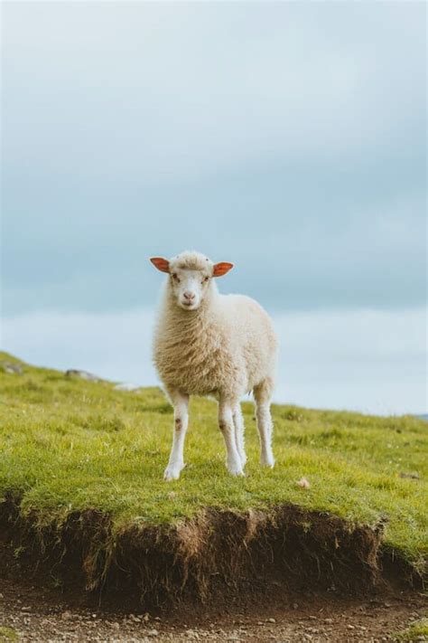 10 Interesting Sheep Facts Learn About These Docile Animals