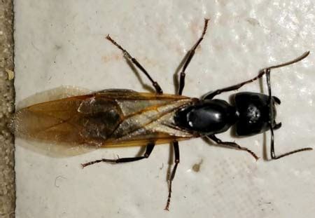 No matter when their nest gets disturbed by a person. Carpenter Ants - Lakewood Exterminating