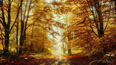 Path Between Fall Foliage Forest Nature Hd Wallpaper Peakpx