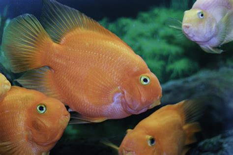 Fish Orange Tropical Free Photo On Pixabay Pixabay
