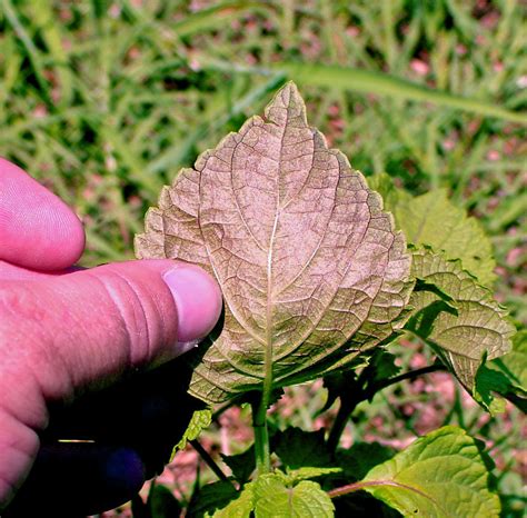 Scout Pastures For Toxic Perilla Mint This Fall