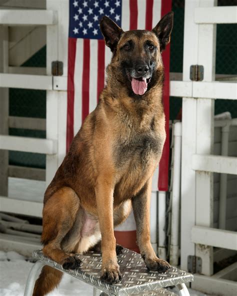 Free Images Canine Military Standing Portrait Soldier Vertebrate