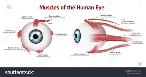 Muscles Of Human Eye Eye Muscle Anatomy Blue Eye Vector Illustration