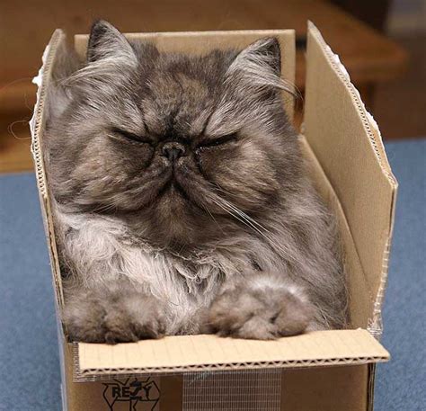 Cute Pictures Of Cats In Boxes