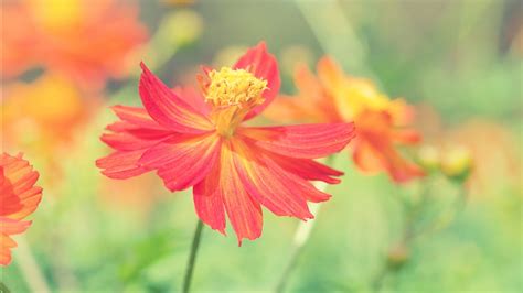 cosmos autumn flower wallpapers hd wallpapers id