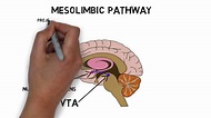 2-Minute Neuroscience: Ventral Tegmental Area (VTA) - YouTube