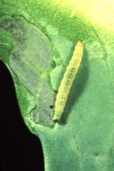 Maybe you would like to learn more about one of these? Info Hama & Penyakit Tumbuhan: Plutella xylostella L ...