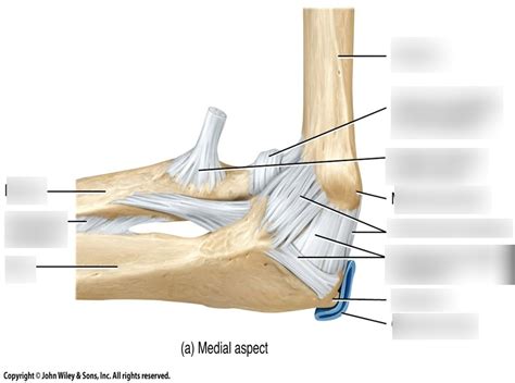 Elbow Joint Medial Diagram Quizlet
