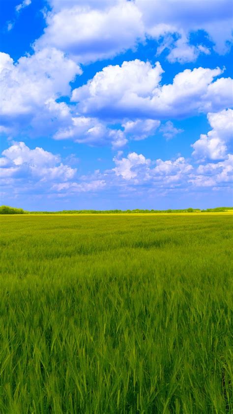 Blue Sky White Clouds Green Grass Wallpapers Green Grass Background Grass Wallpaper Sky
