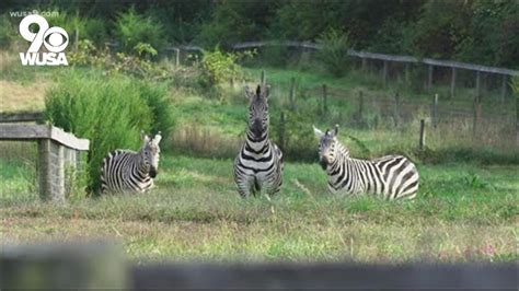 Private Farm Owner Calls Pet Zebras A Joy To Watch Youtube
