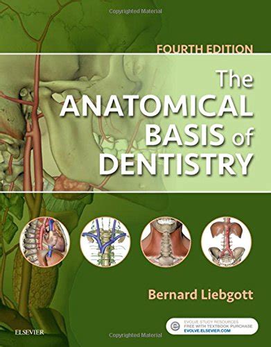 The Anatomical Basis Of Dentistry Stanzatextbooks