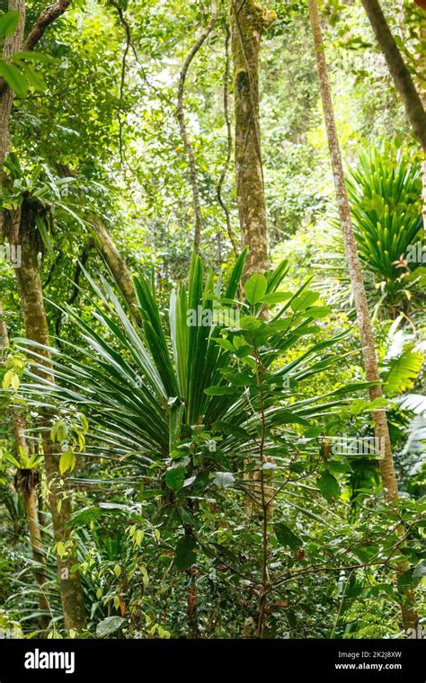 Rainforest In Masoala National Park Madagascar Stock Photo Alamy