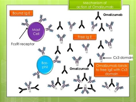 Pathogenesis Of Asthma And Omalizumab Action