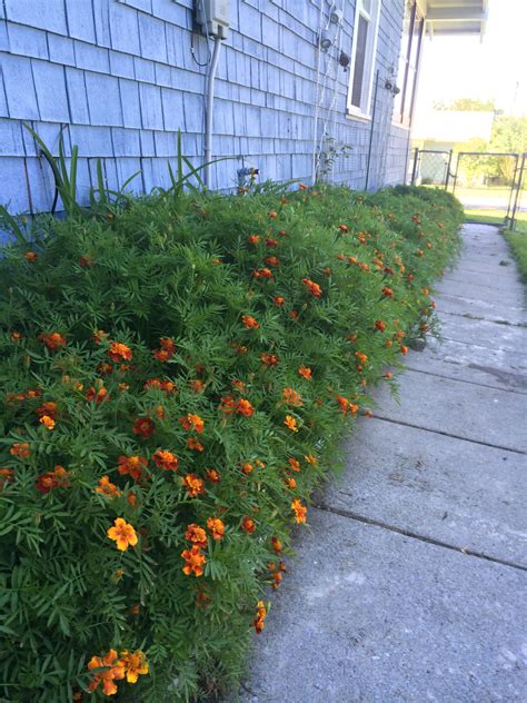 Well, the secret to getting your christmas. The sea of Marigolds | Plants, Garden, Sidewalk