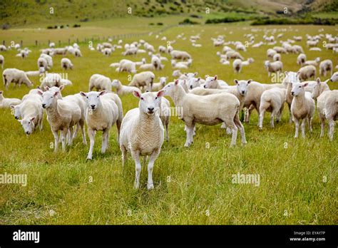 Sheep Farm Hi Res Stock Photography And Images Alamy