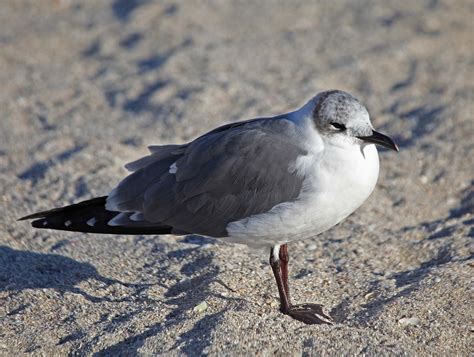 Pictures And Information On Laughing Gull