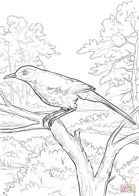 Full analysis page toolbar provided by data.danetsoft.com delete this bar. Brown Thrasher coloring page | Free Printable Coloring Pages