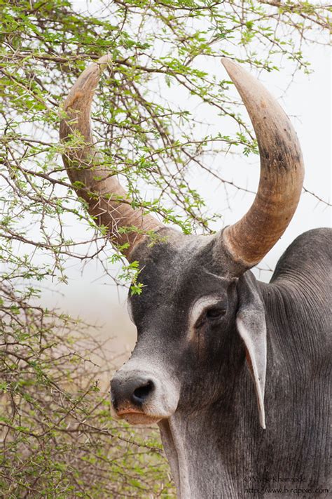 Indian Zebu Cattle Breeds Birdpixel