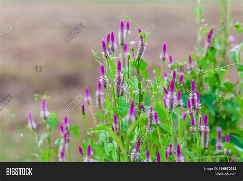 Pink Flower Obedient Image And Photo Free Trial Bigstock
