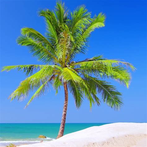 Big Palm Tree Island