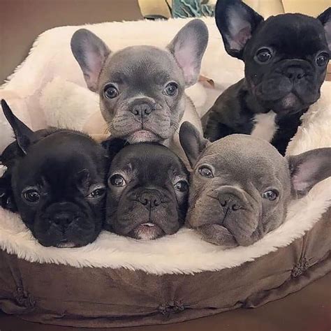 Contact Us Today For Frenchbulldogfrench Bulldog Puppies