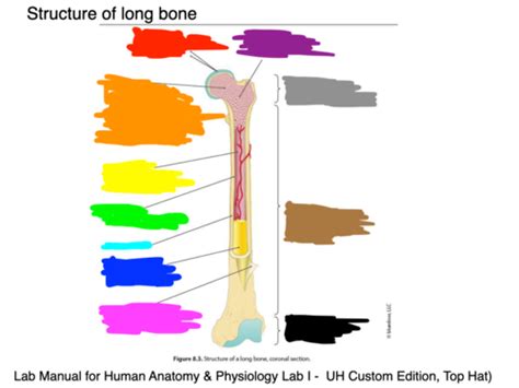 Structure Of Long Bone Flashcards Quizlet