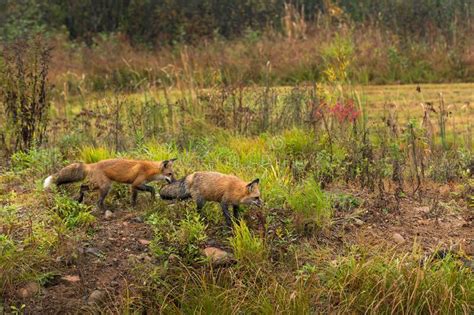 Red Foxes Vulpes Vulpes Move Right Across Island Autumn Stock Photo