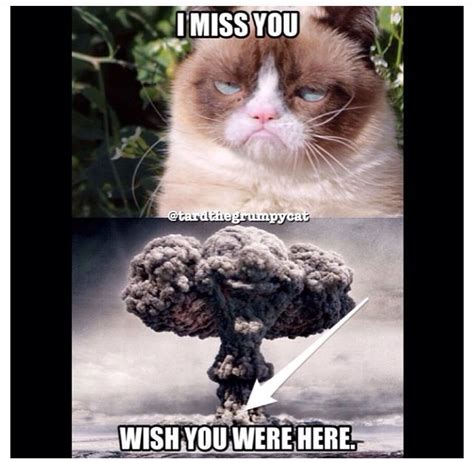 Haha How Most People Feel When Im Not Around Grumpy Cat Grumpy