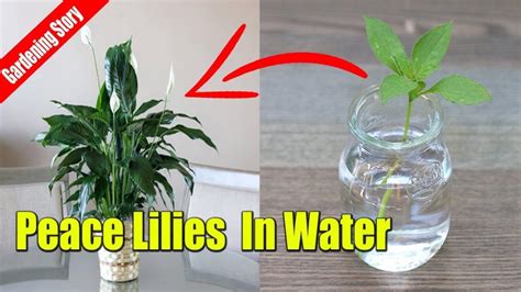 How To Propagate A Peace Lily In Water