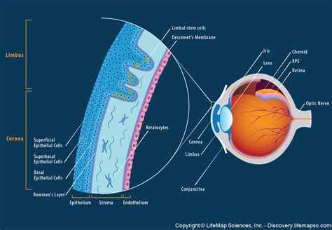 The Anatomy And Structure Of The Adult Human Cornea Infographic