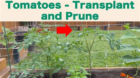 Garden Week How To Transplant Mulch And Prune Tomato Plants