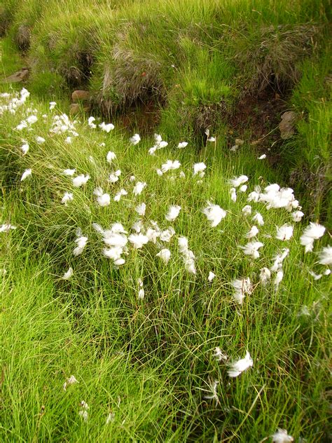 Field Of Cotton Grass Open Fotos Free Open Source Photos Public