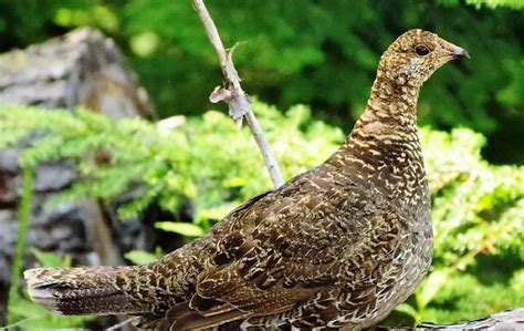 The Sooty Grouse Vancouver Island Bc Gohikingca