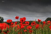 Remembrance Day Wallpapers - Wallpaper Cave