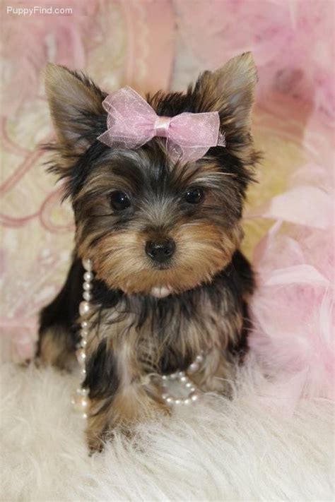 Cute Little Cute Pink Boy Puppy Yorkie Puppy Yorkie Yorkie Terrier