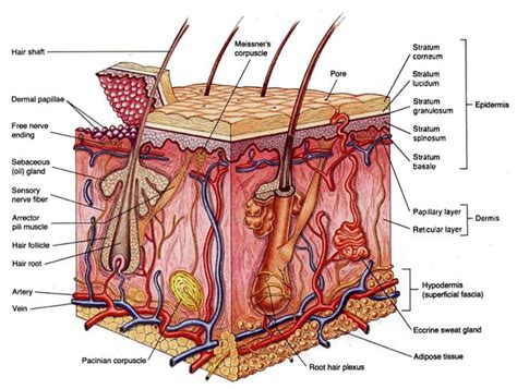 Ruam merah dan gatal dan pusat lesi mungkin memiliki kulit normal. Sistem Ekskresi Pada Manusia_Kulit_SMA KLS.XI ~ Biologi
