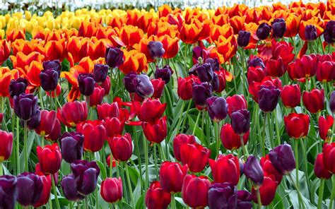 Spring Tulips Wallpaper 61 Images