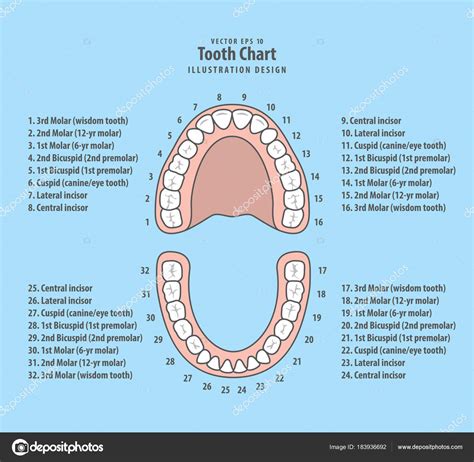 Tooth Chart With Number Illustration Vector On Blue Background Stock