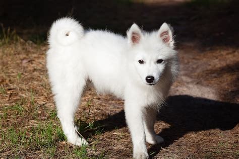 Japanese Spitz Facts Traits And History Dogster