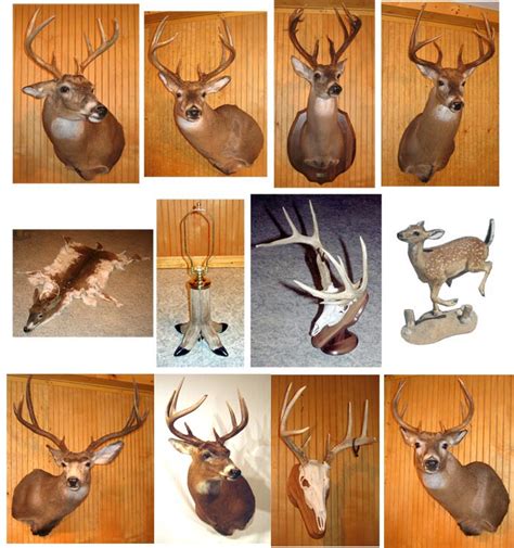 Deer Gallery